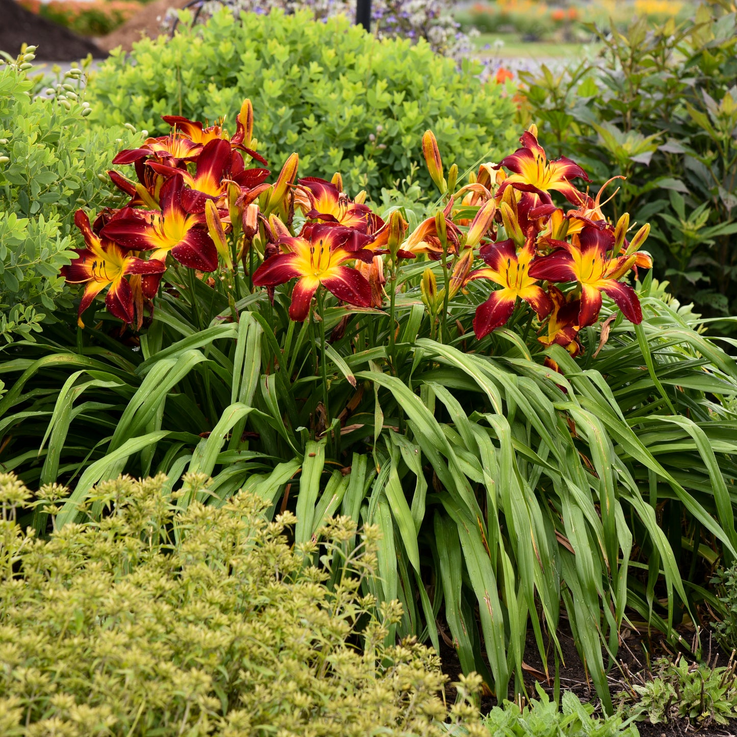 Daylily 'Ruby Spider' (Hemerocallis)
