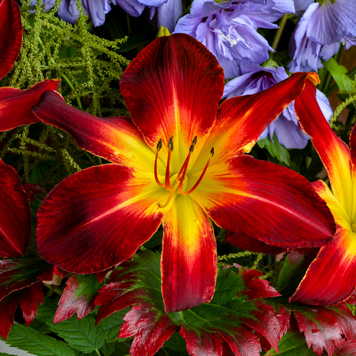 Daylily 'Ruby Spider' (Hemerocallis)