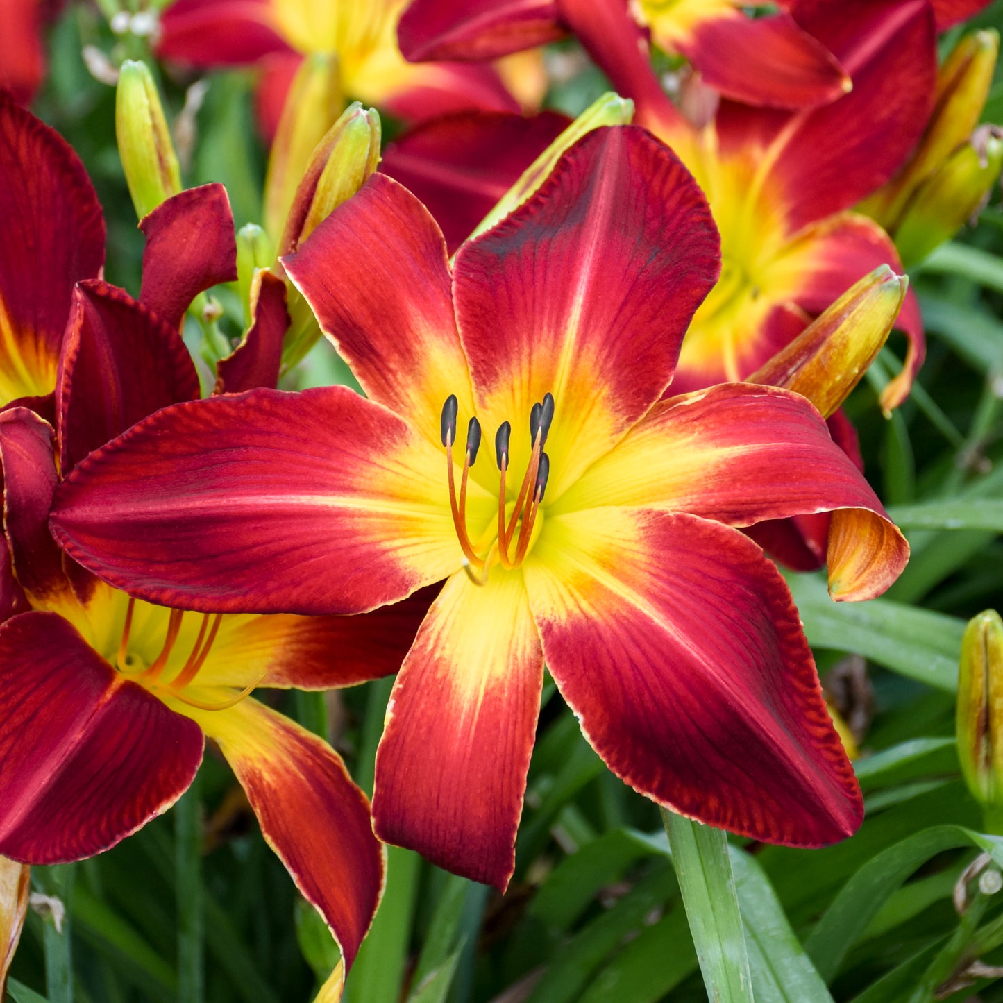 Daylily 'Ruby Spider' (Hemerocallis)
