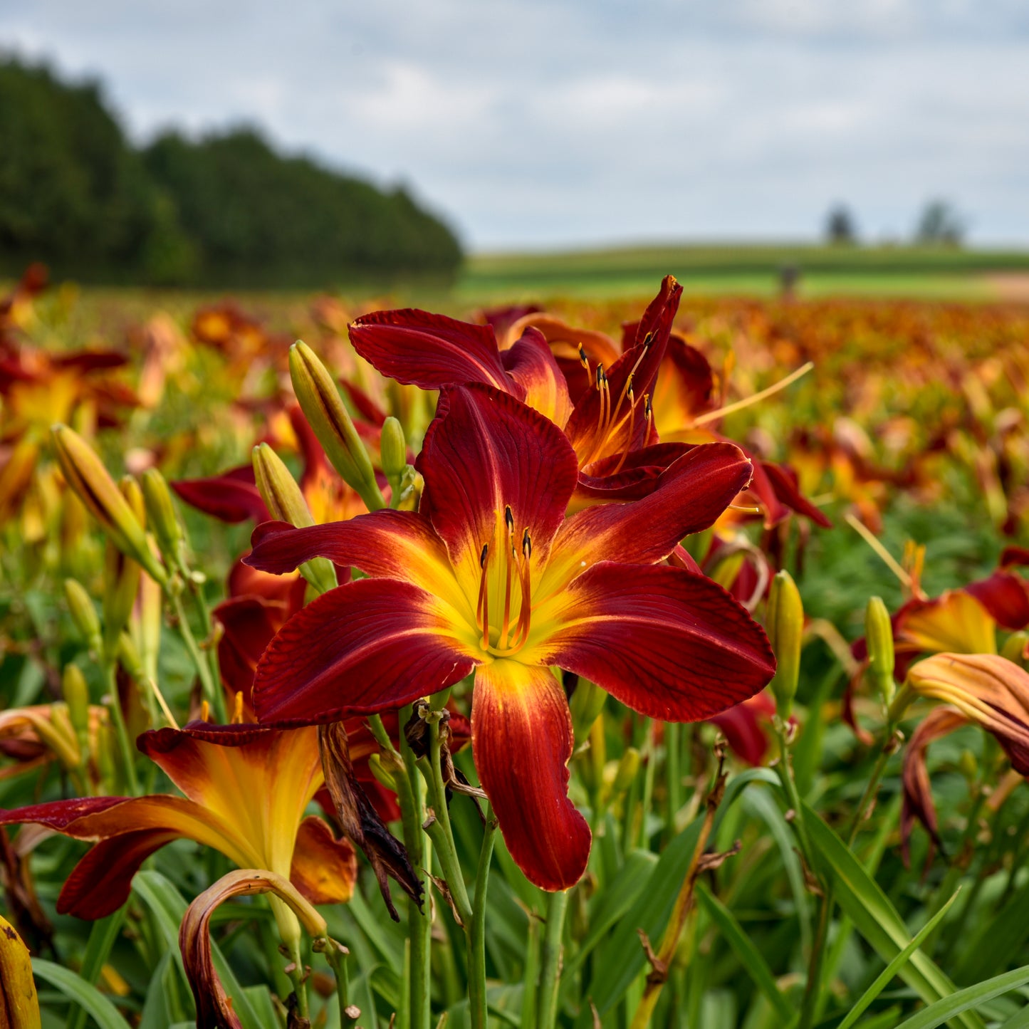 Daylily 'Ruby Spider' (Hemerocallis)