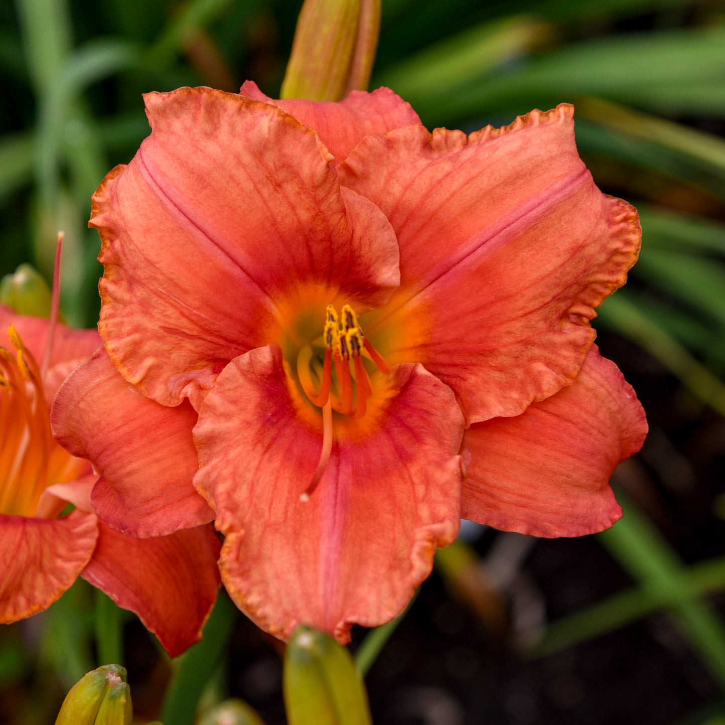 Daylily 'South Seas' (Hemerocallis)