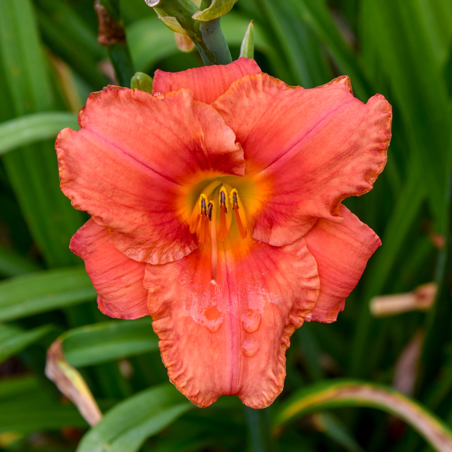 Daylily 'South Seas' (Hemerocallis)