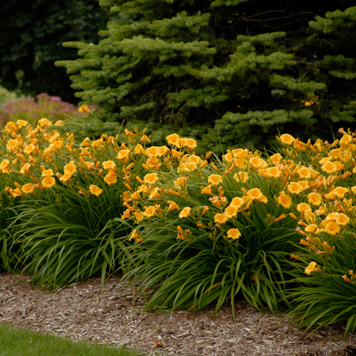 Daylily 'Stella de Oro' (Hemerocallis)