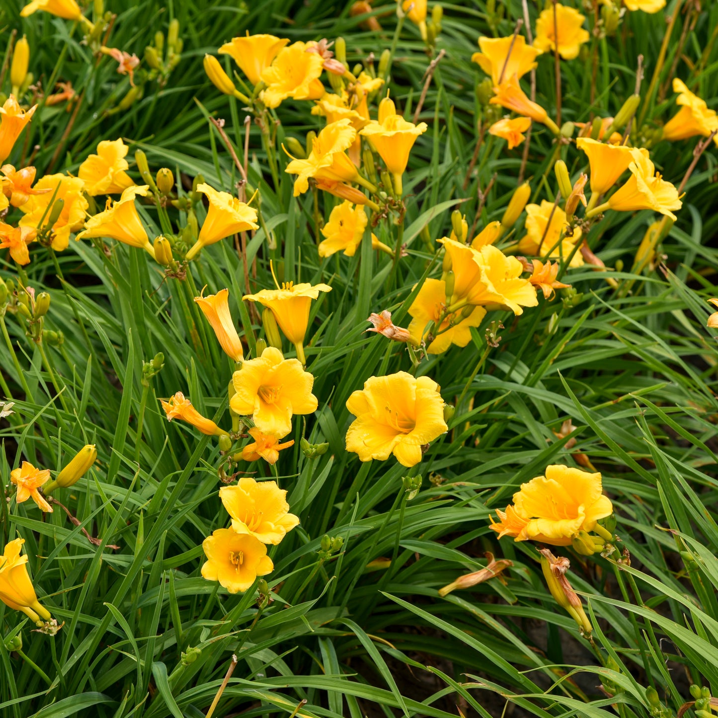 Daylily 'Stella de Oro' (Hemerocallis)