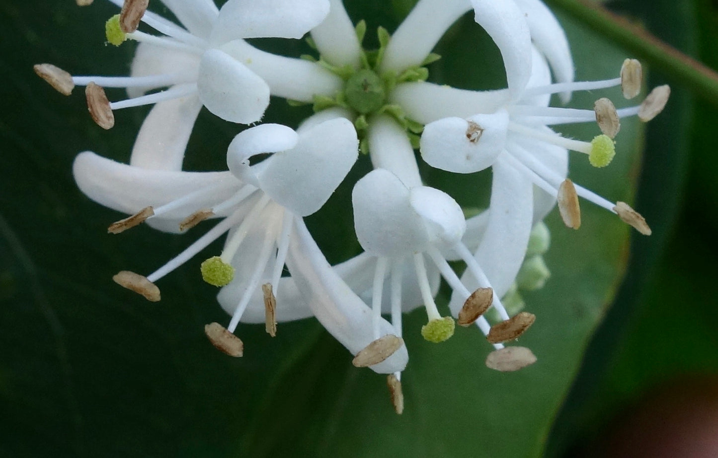Seven-Sons Flower (Heptacodium)