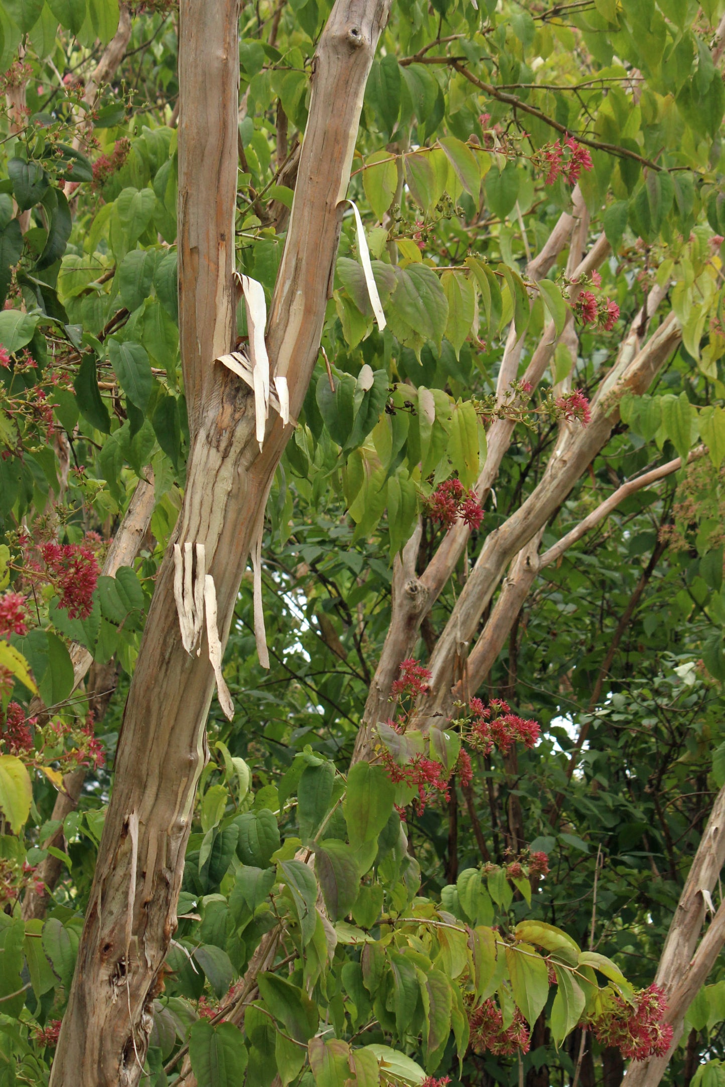 Seven-Sons Flower (Heptacodium)