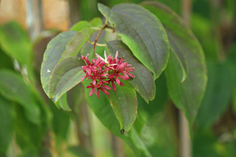 Seven-Sons Flower (Heptacodium)