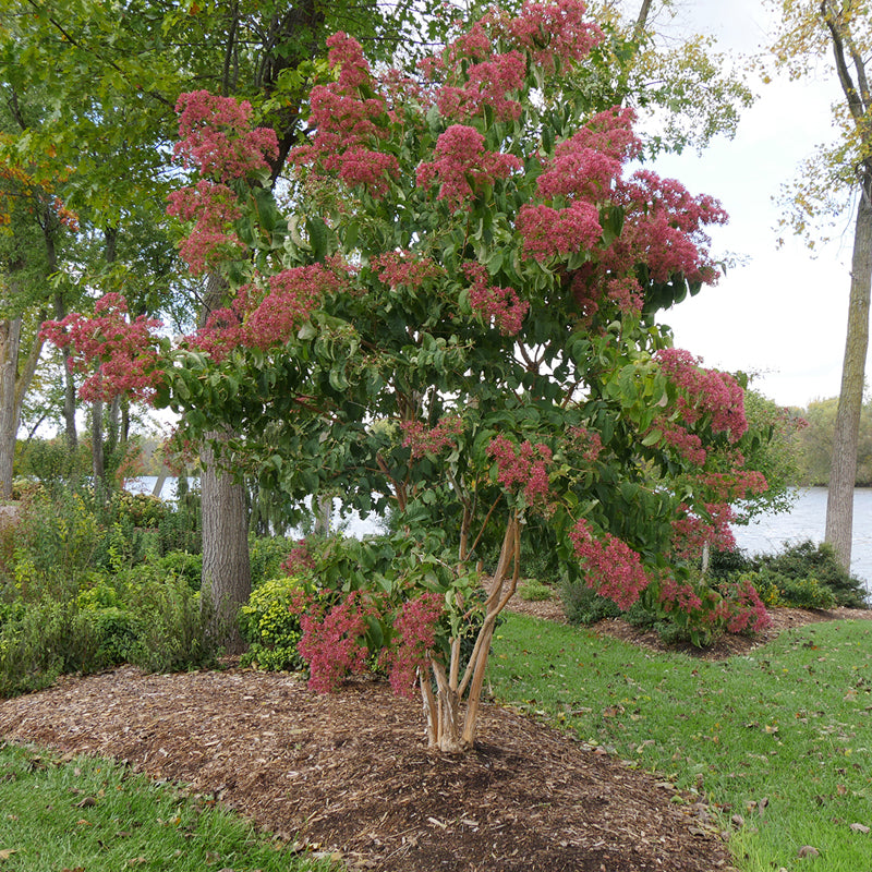 Heptacodium micoinoides