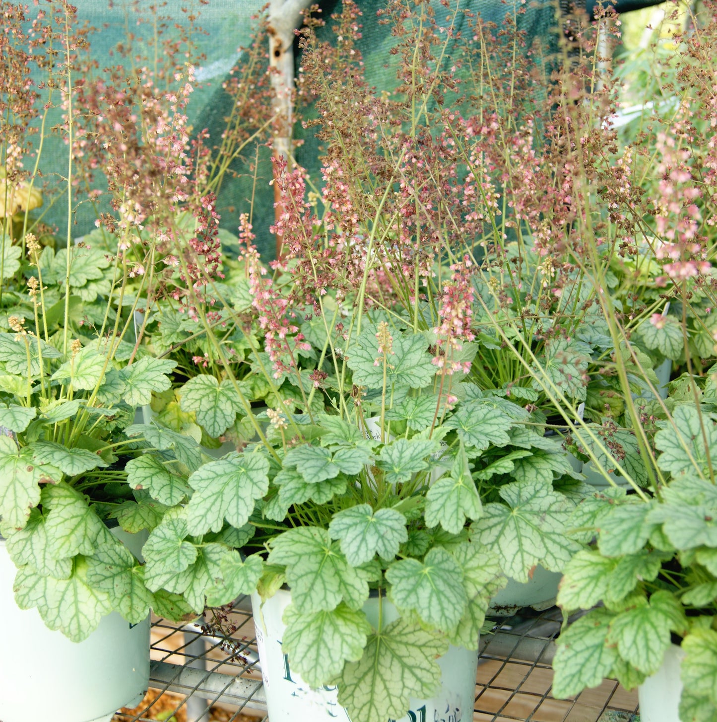 Heuchera 'Berry Timeless'