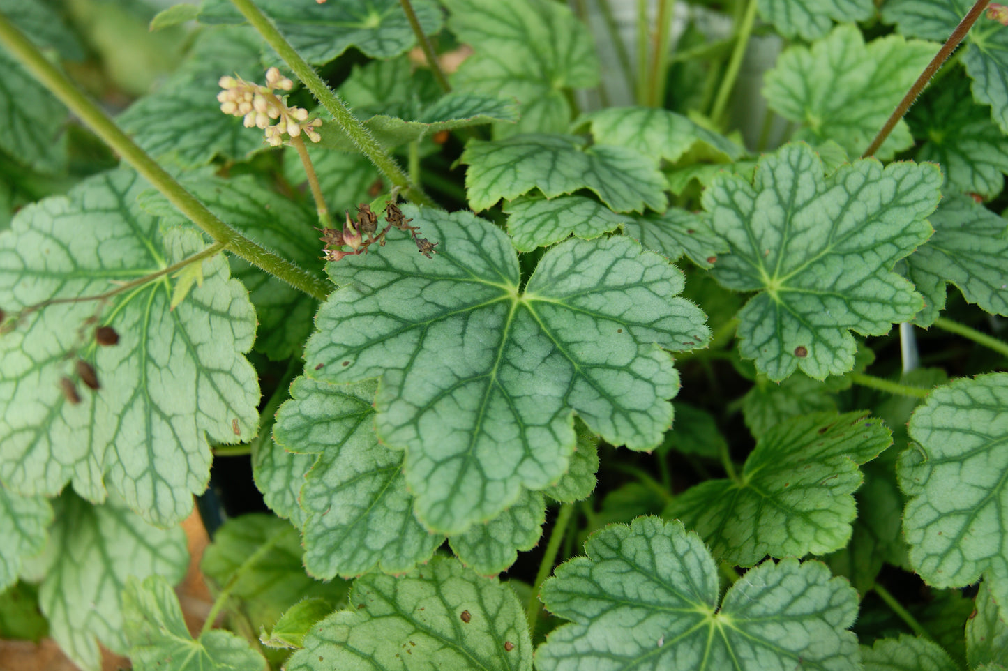 Heuchera 'Berry Timeless'