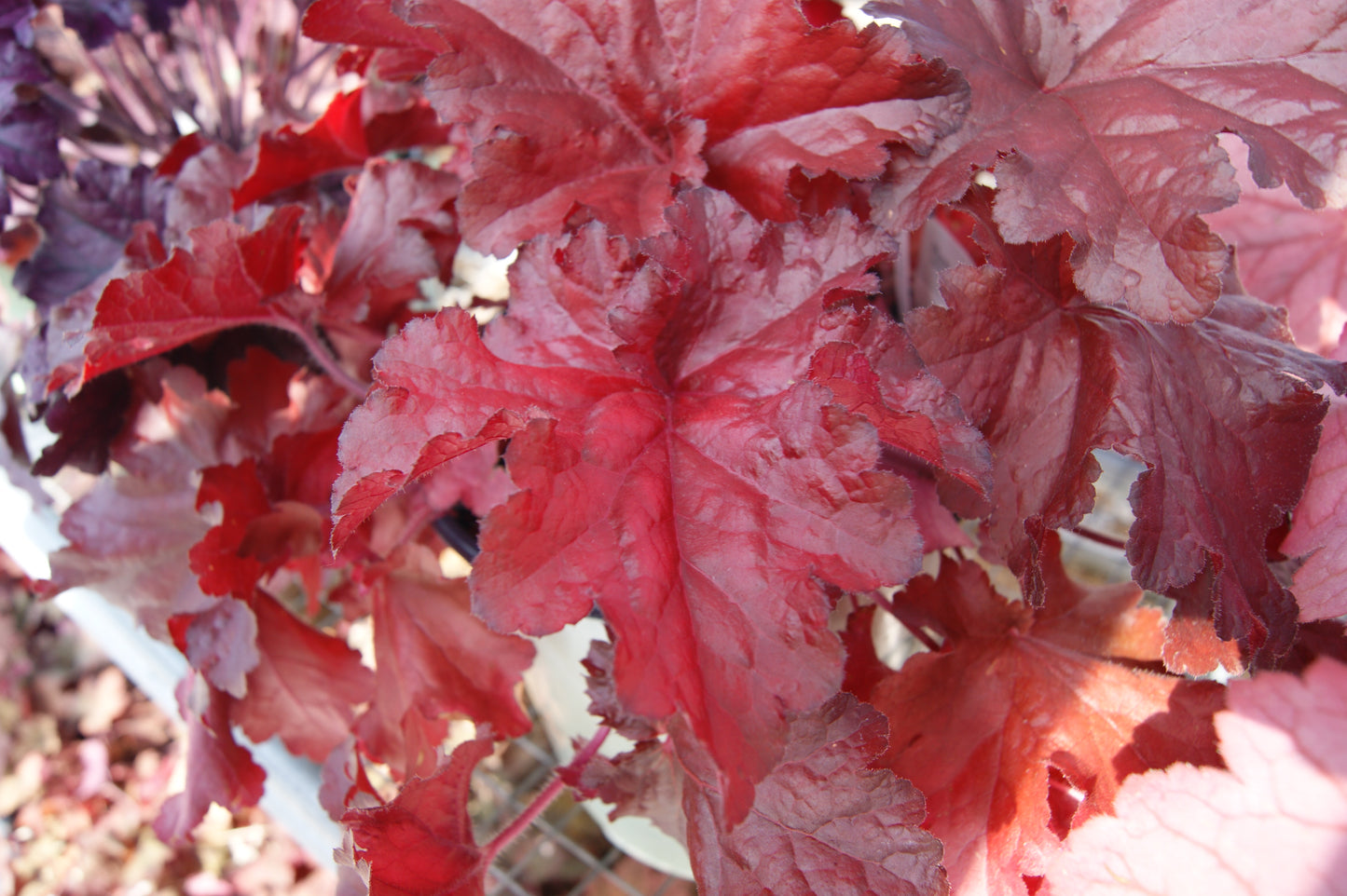 Heuchera 'Forever Red'