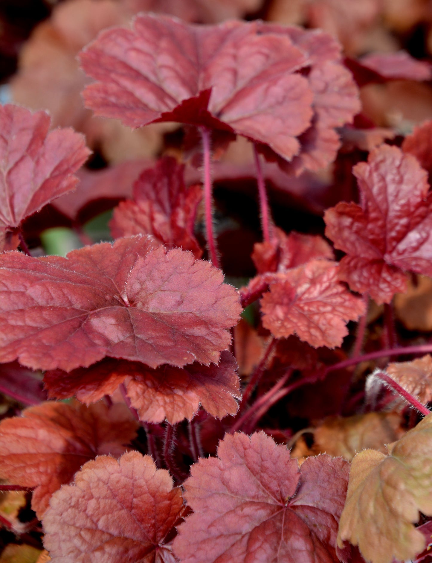 Heuchera 'Forever Red'