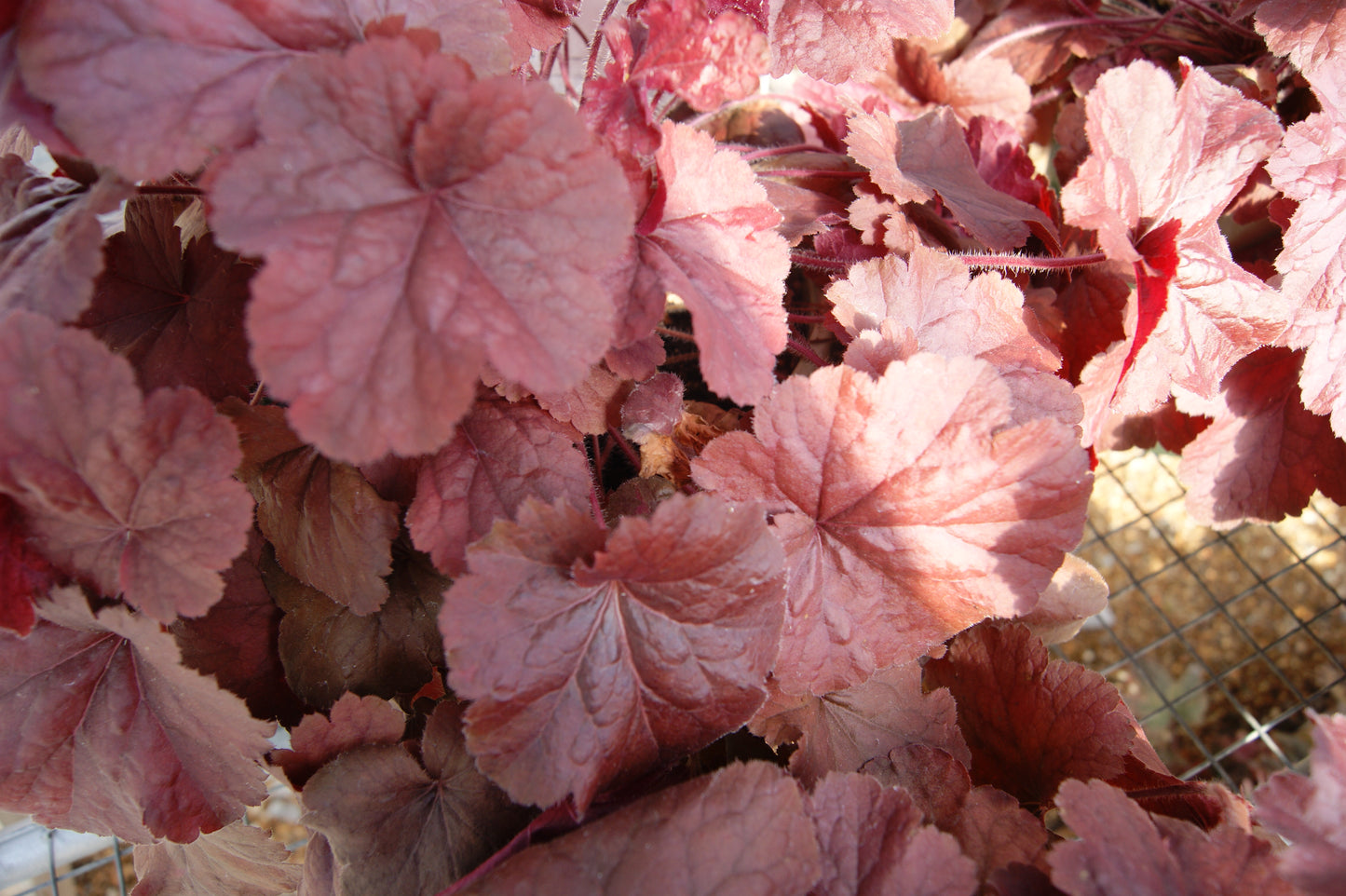 Heuchera 'North Exposure Red'