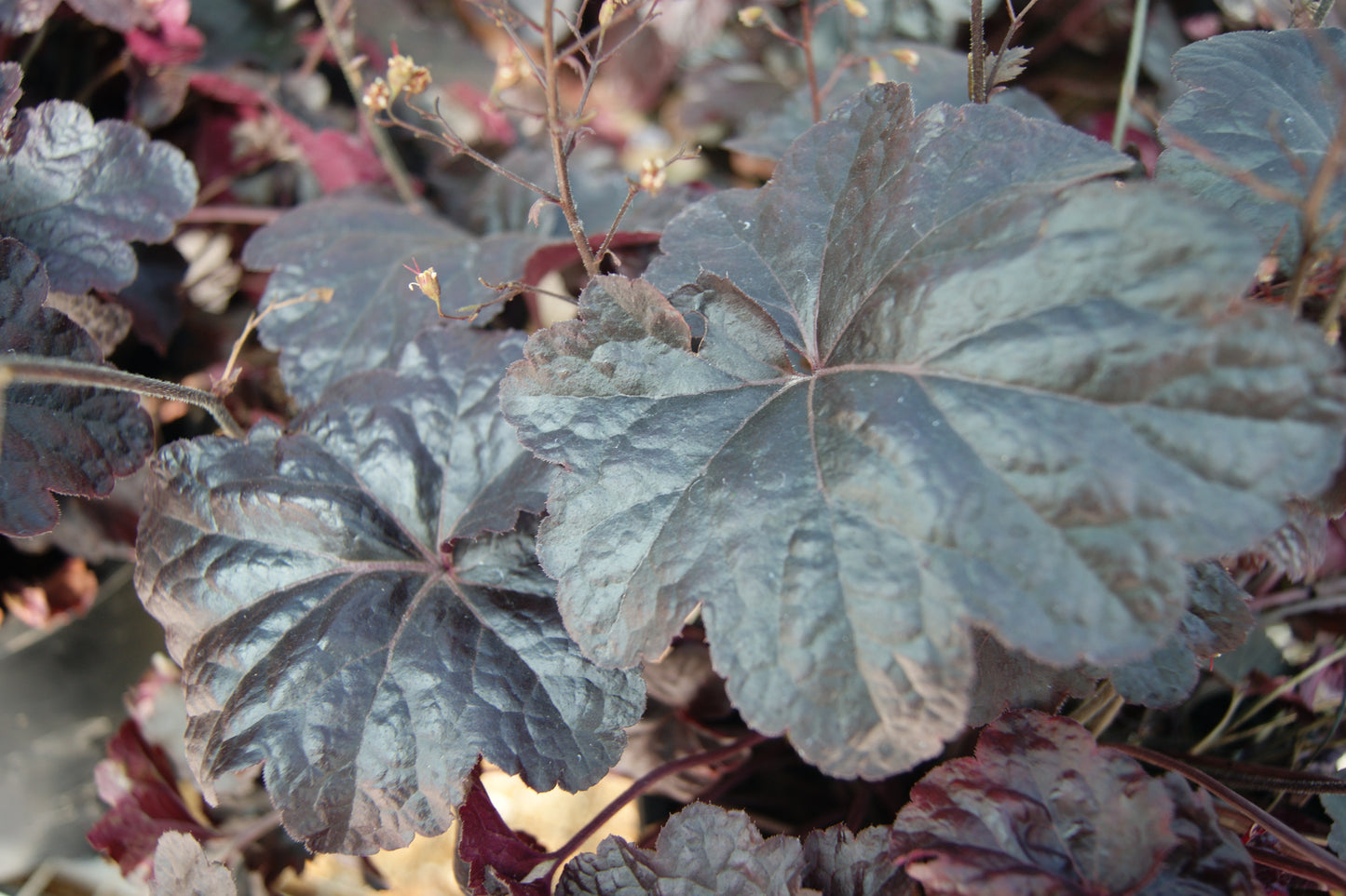 Heuchera 'Obsidian'