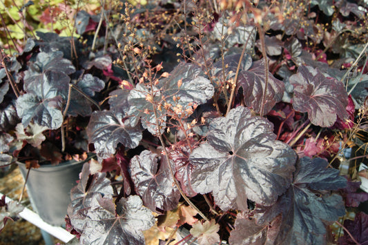 Heuchera 'Obsidian'