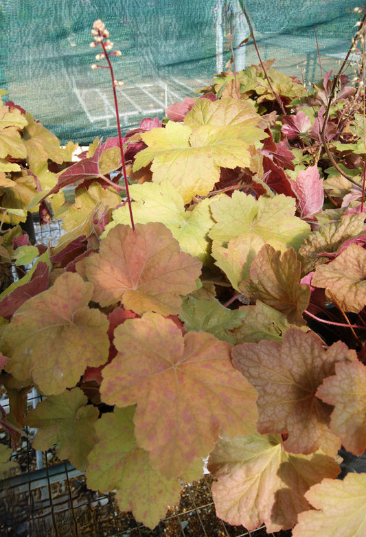 Heuchera villosa 'Southern Comfort'