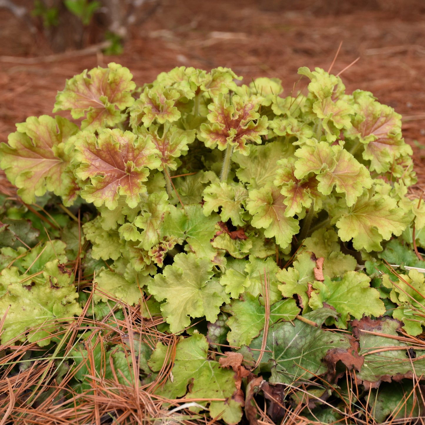 Coral Bells 'Dolce Apple Twist' (Heuchera)