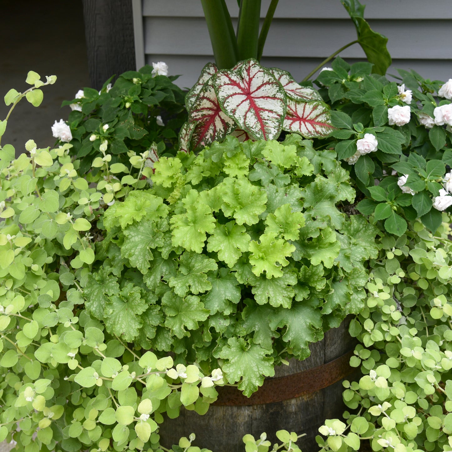 Coral Bells 'Dolce Apple Twist' (Heuchera)