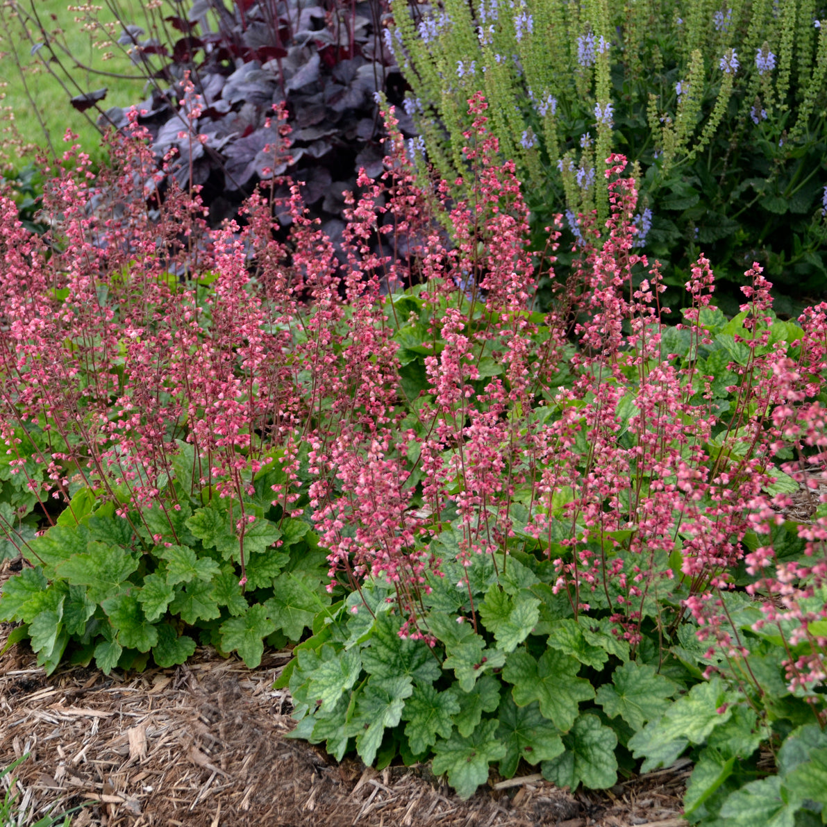 Coral Bells 'Berry Timeless' (Heuchera)