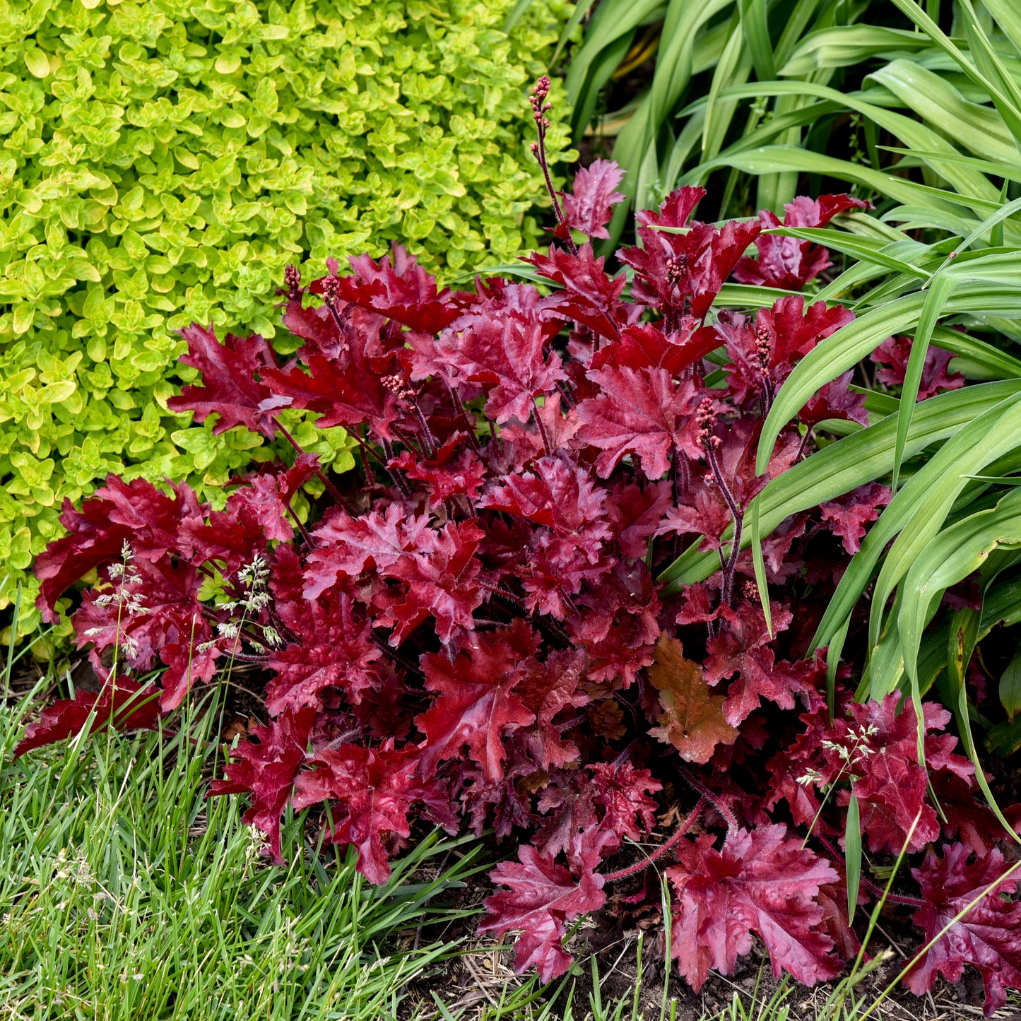 Coral Bells 'Dolce Cherry Truffles' (Heuchera)