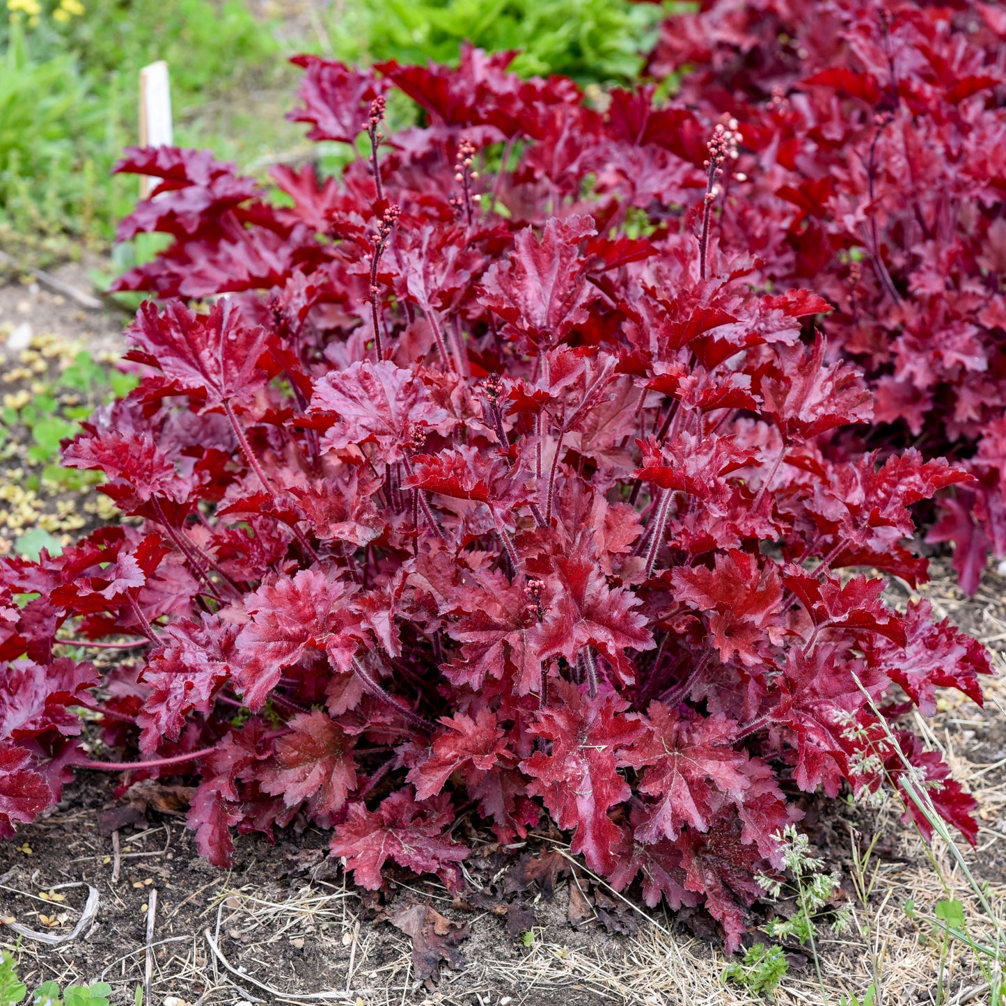 Coral Bells 'Dolce Cherry Truffles' (Heuchera)
