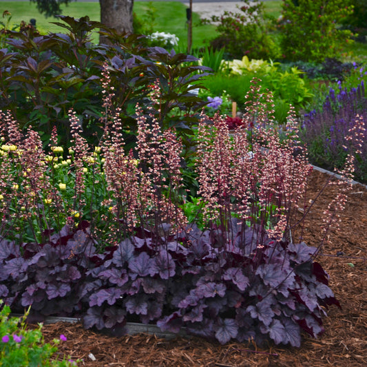 Coral Bells 'Grape Expectation' (Heuchera)