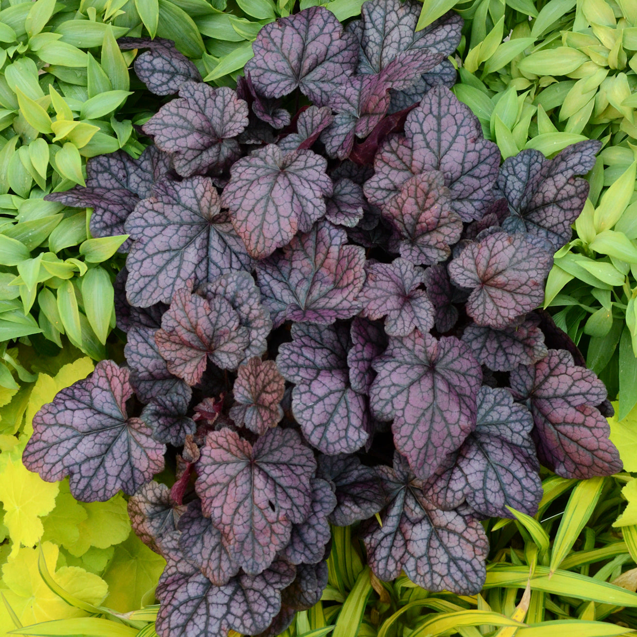 Coral Bells 'Grape Expectation' (Heuchera)