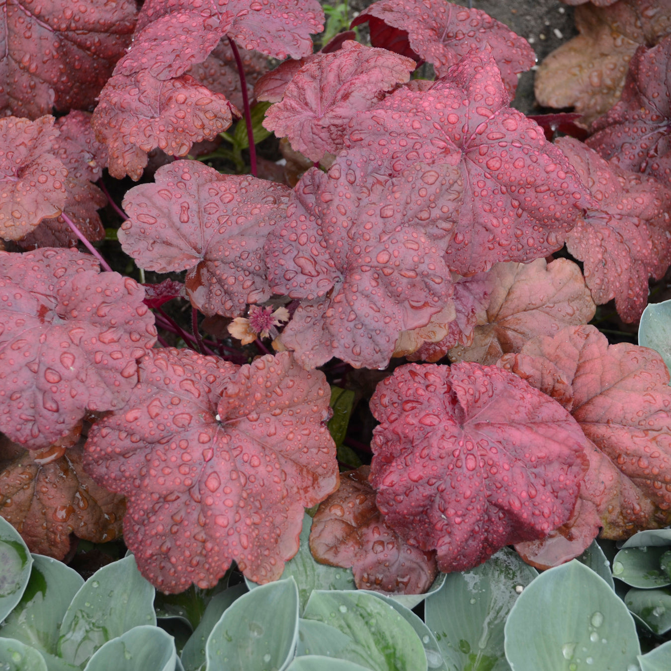 Coral Bells 'Lava Lamp' (Heuchera)