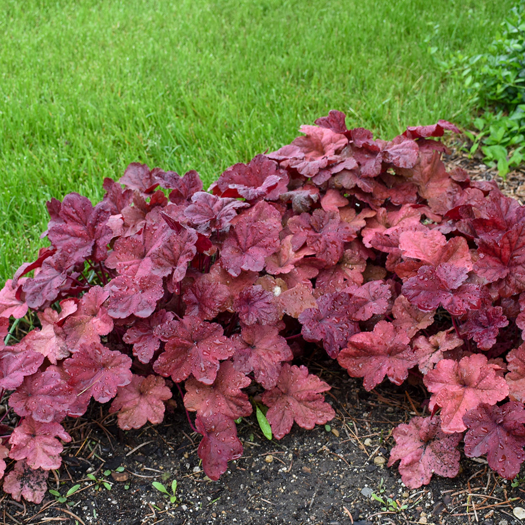 Coral Bells 'Lava Lamp' (Heuchera)