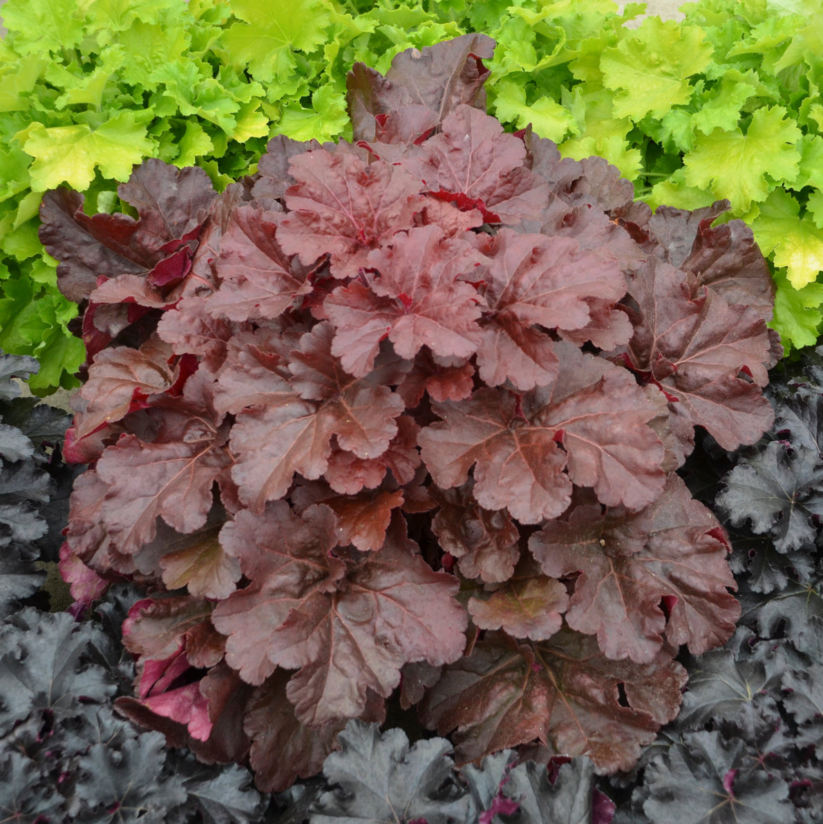 Coral Bells 'Mahogany Monster' (Heuchera)