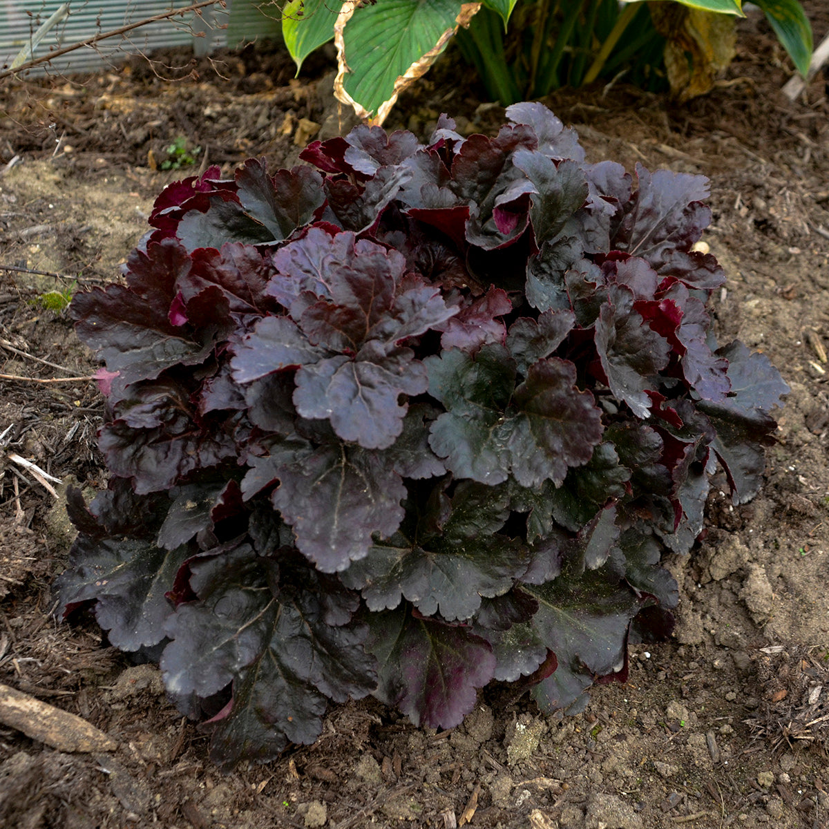 Coral Bells 'Mahogany Monster' (Heuchera)