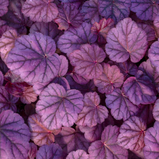 Coral Bells 'Pink Panther' (Heuchera)