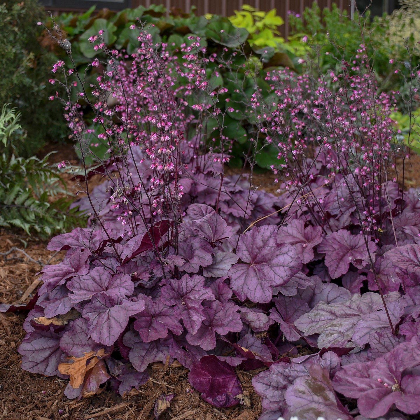 Coral Bells 'Pink Panther' (Heuchera)