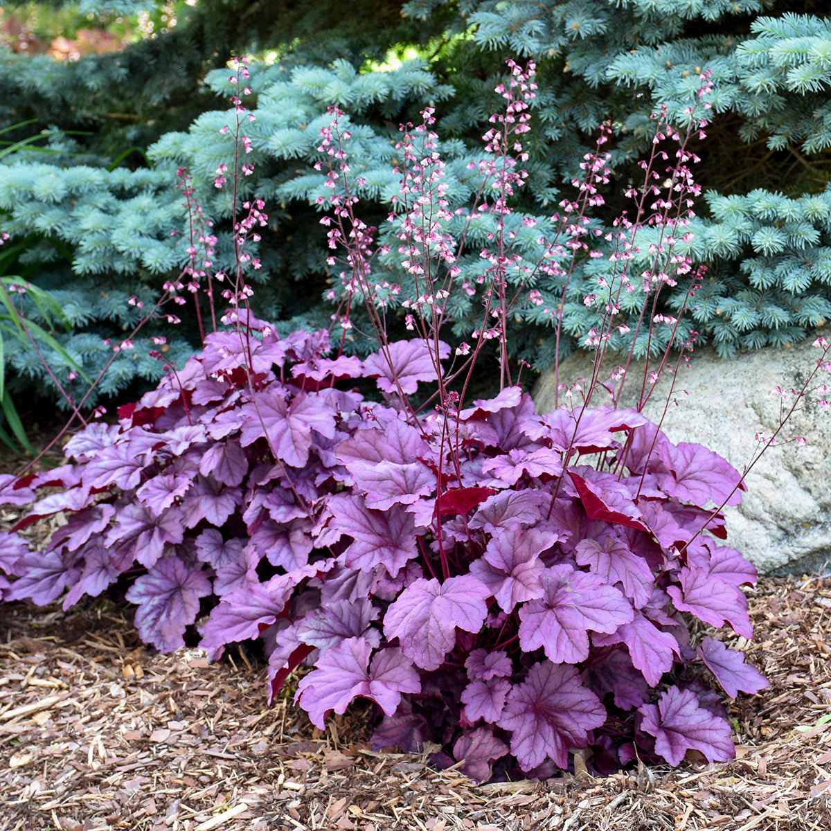 Coral Bells 'Pink Panther' (Heuchera)
