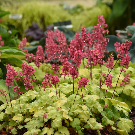 Coral Bells 'Timeless Glow' (Heuchera)