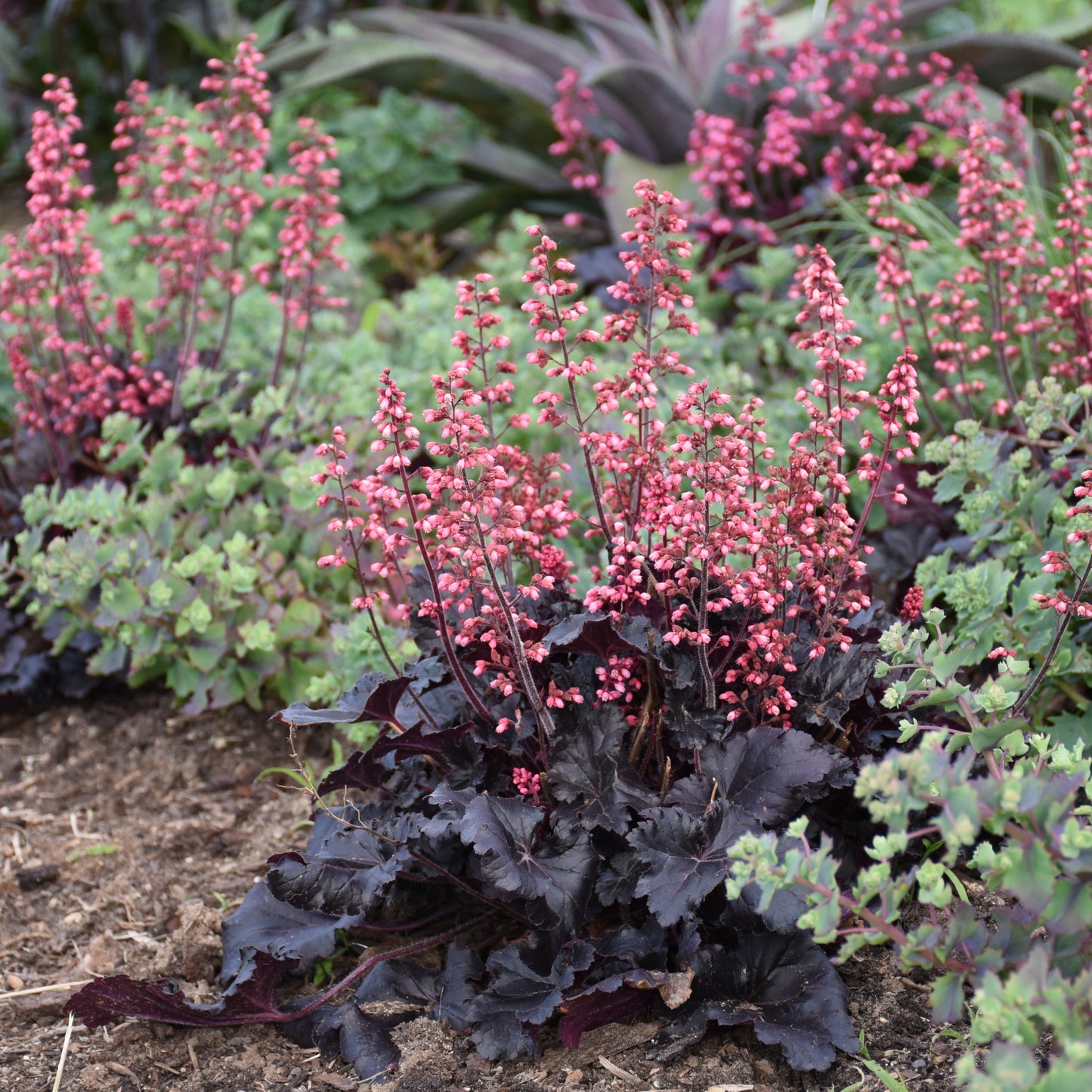Coral Bells 'Timeless Night' (Heuchera)