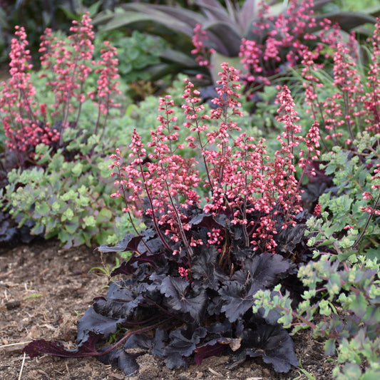 Coral Bells 'Timeless Night' (Heuchera)