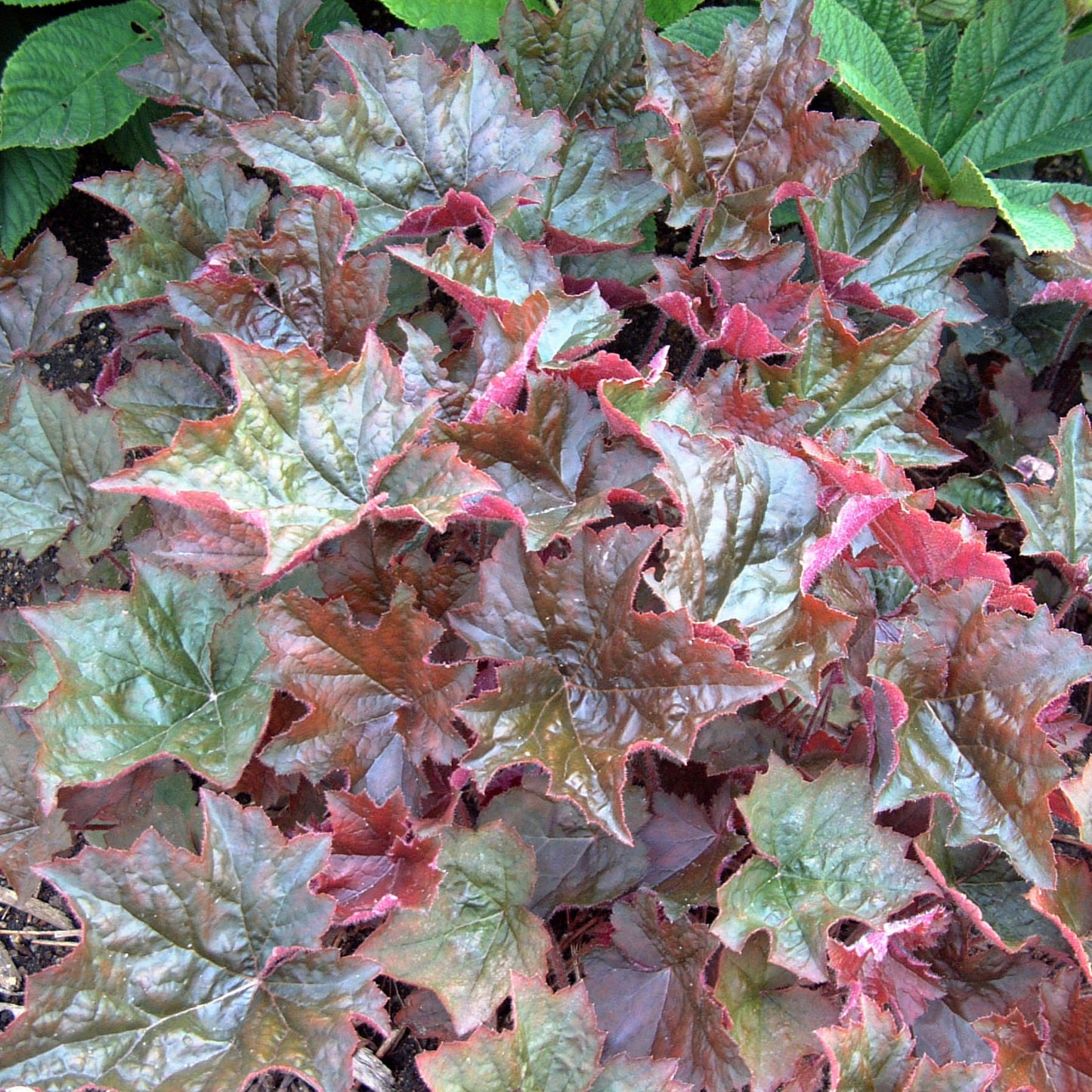 Coral Bells 'Palace Purple' (Heuchera)