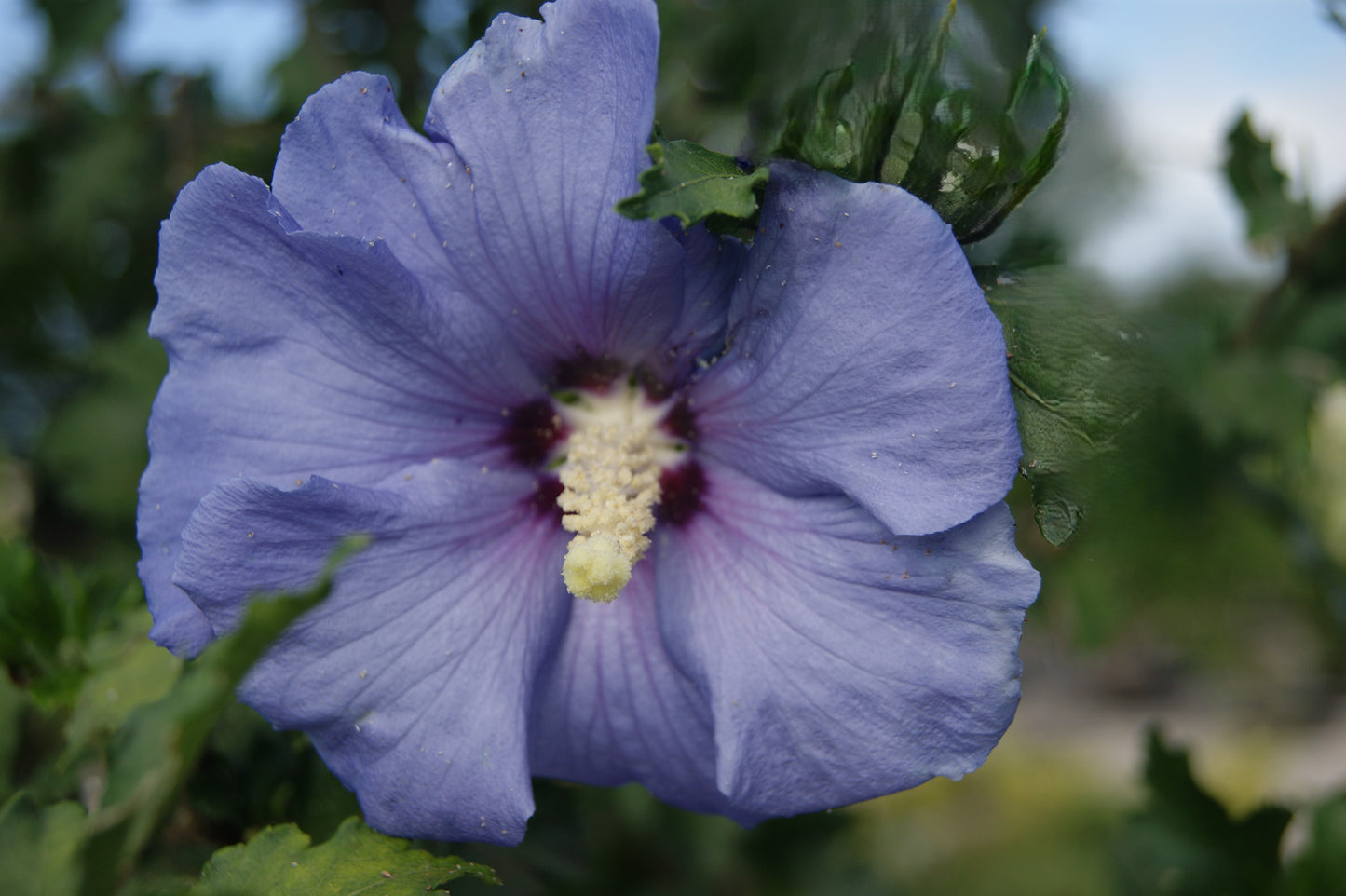 Hibiscus syriacus 'Azurri Blue Satin'