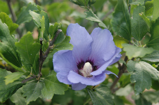 Hibiscus syriacus 'Blue Chiffon'