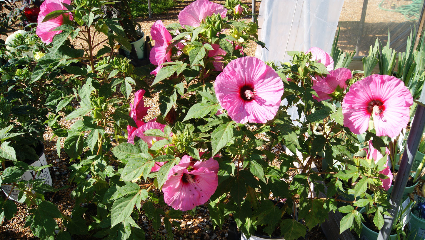 Hibiscus 'Summerific Candy Crush'