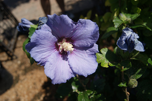 Hibiscus syriacus 'Chateau Versailles'