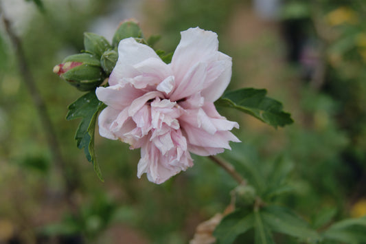 Hibiscus syriacus 'Fireworks'