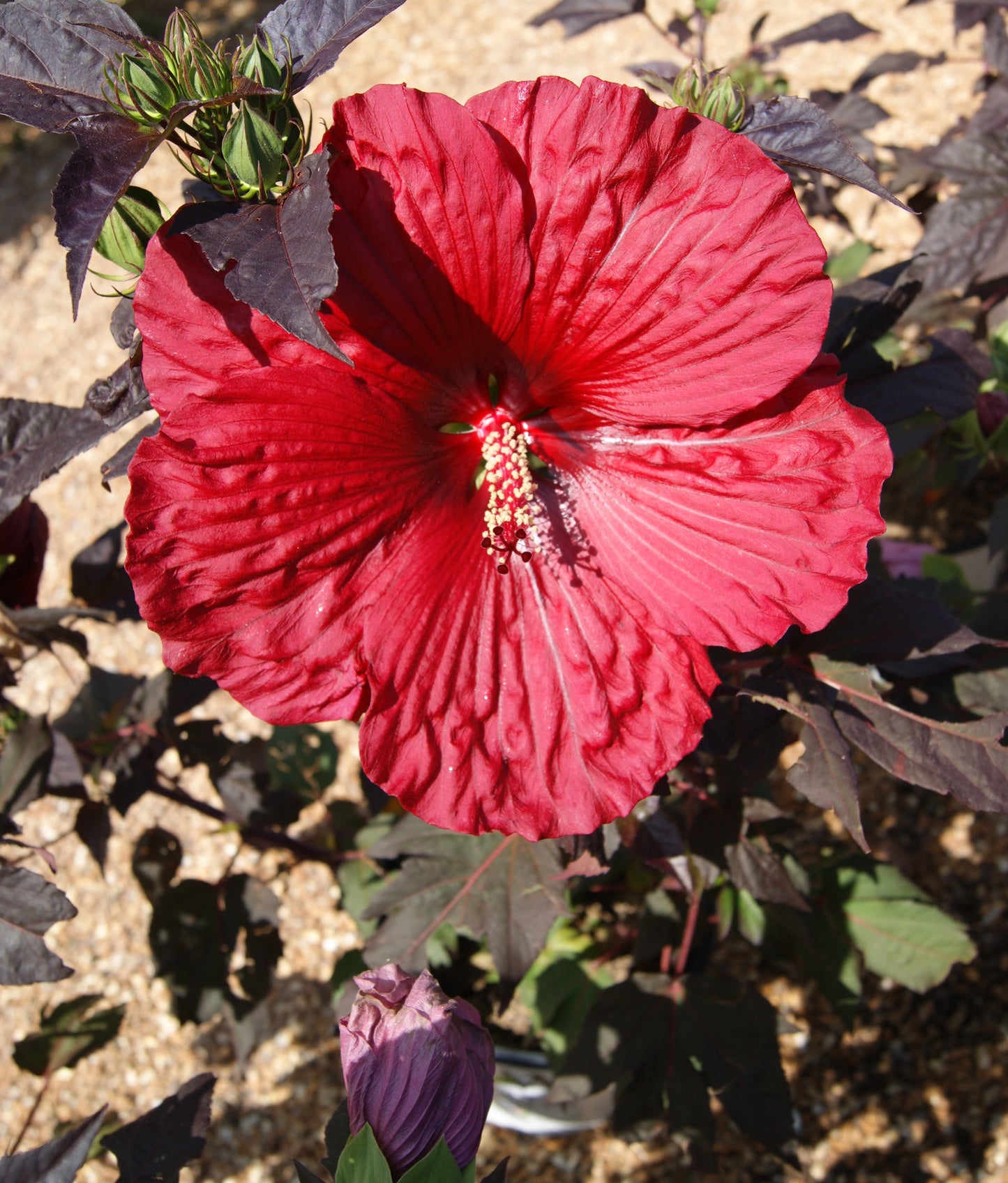 Hibiscus 'Summerific Holy Grail'