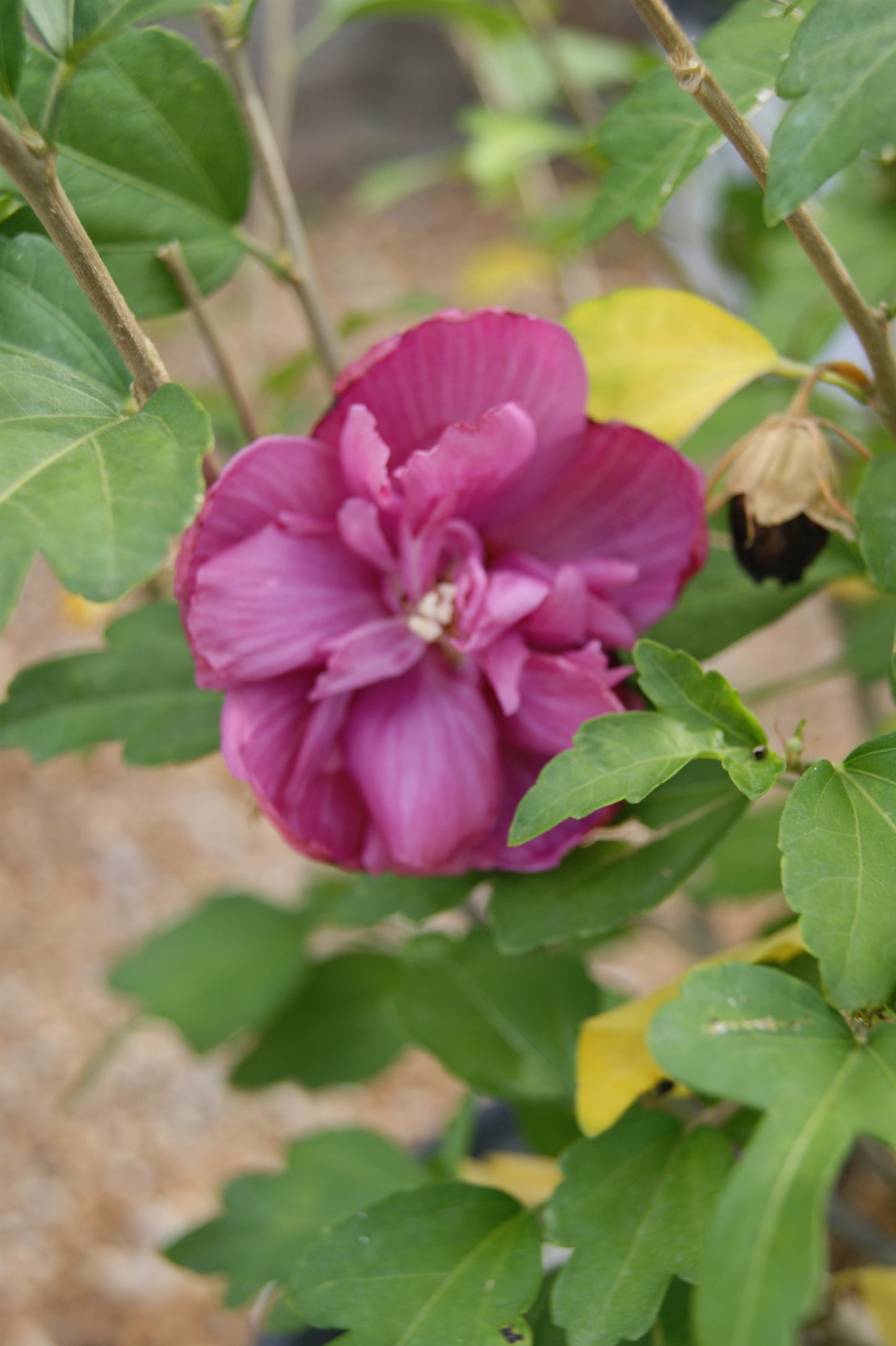 Hibiscus syriacus 'Magenta Chiffon'