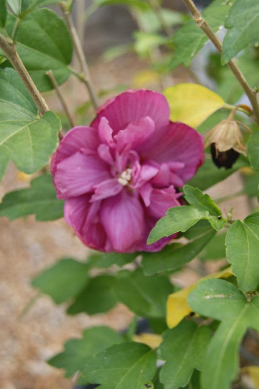 Hibiscus syriacus 'Magenta Chiffon'