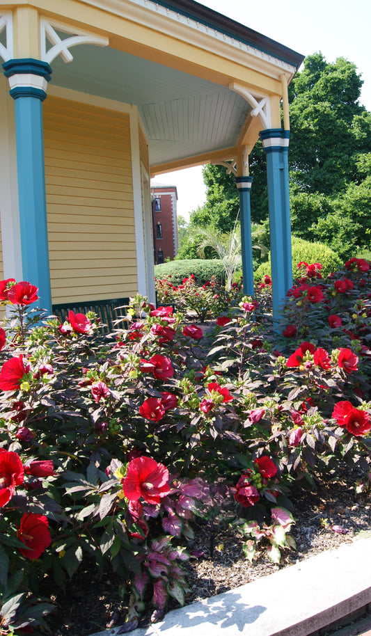 Hibiscus 'Midnight Marvel'