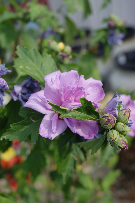 Hibiscus syriacus (Mixed Color)