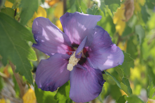 Hibiscus syriacus 'Paraplu Violet'