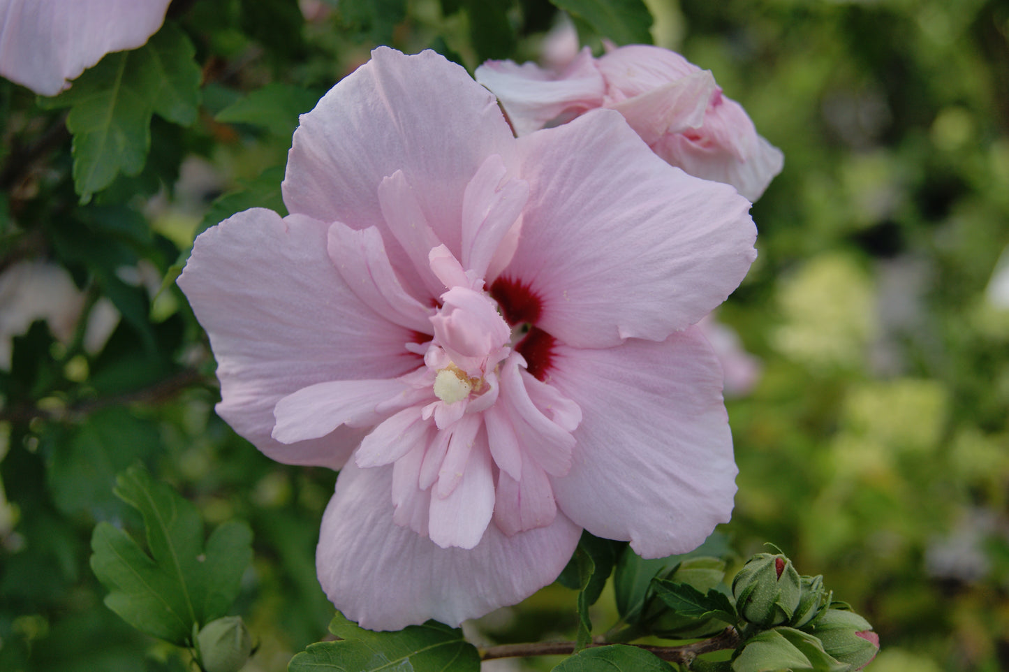 Hibiscus syriacus 'Pink Chiffon'